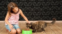 Jakie jedzenie dla kotów jest lepsze: właściwą rację meowing pet
